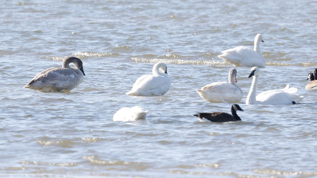Trumpeter Swan - ML646128241