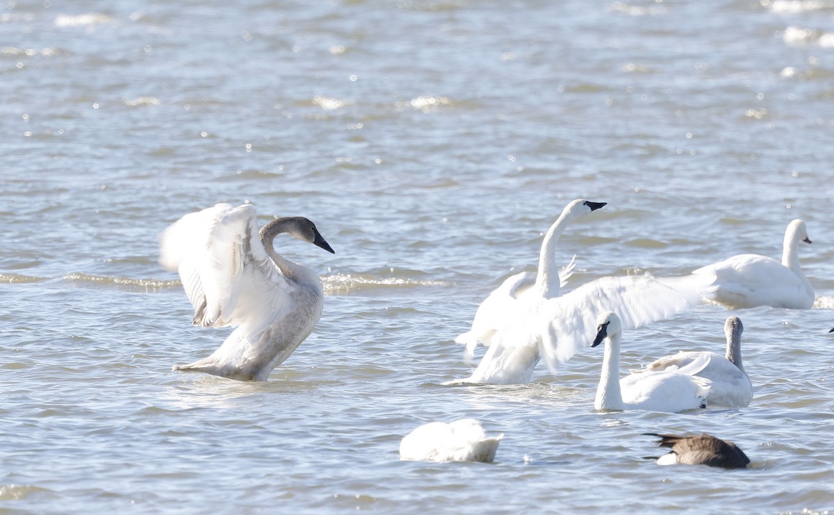 Trumpeter Swan - ML646128242