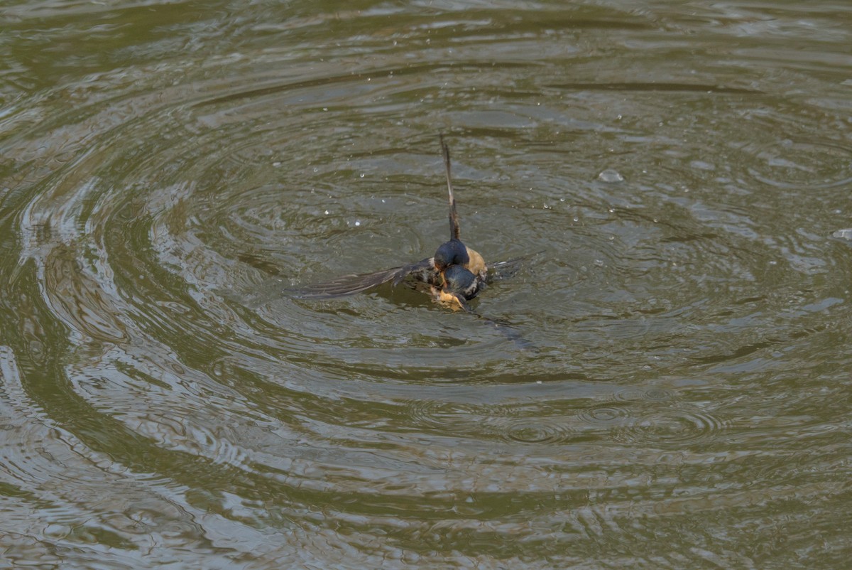 Ластівка сільська - ML646128247