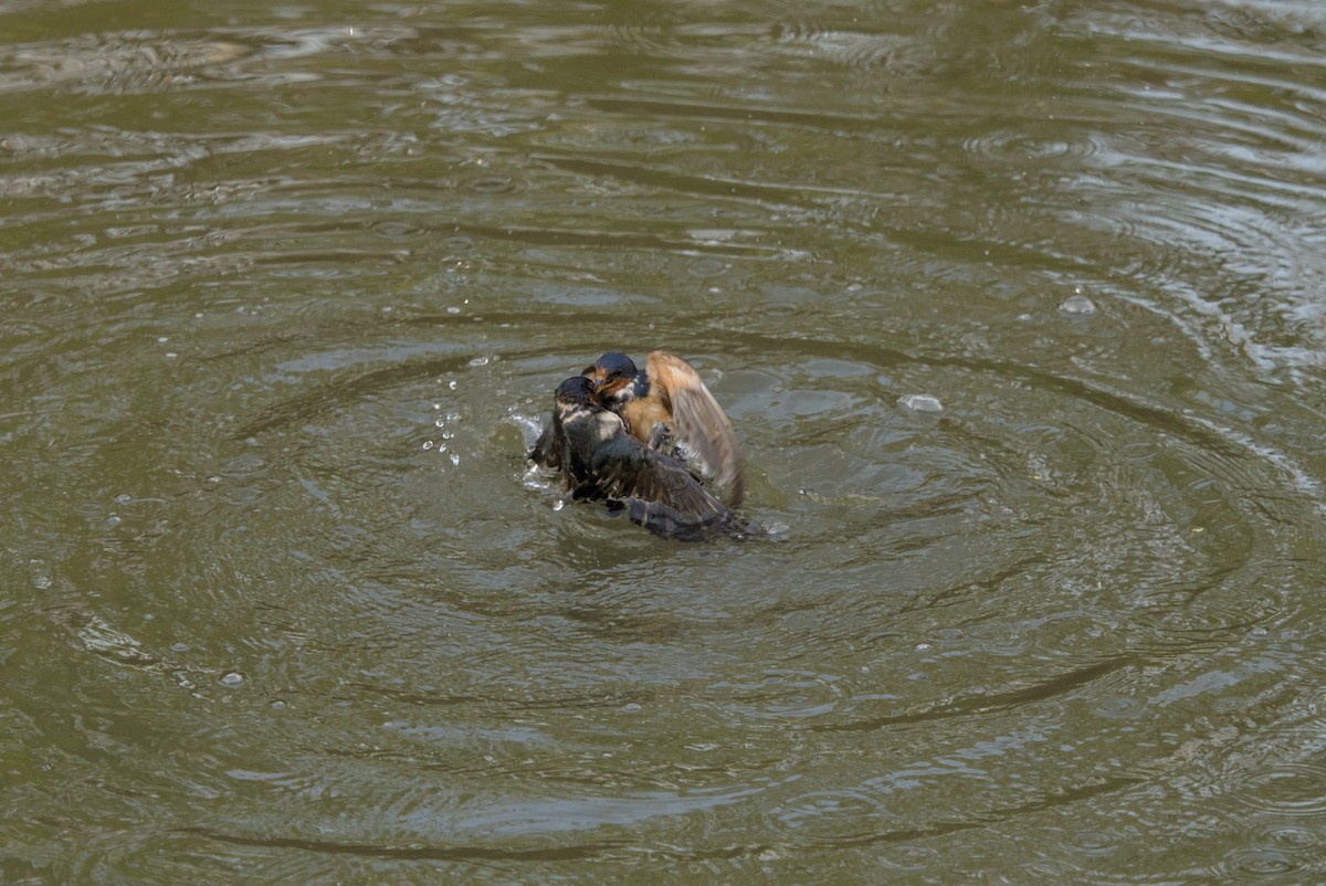 Ластівка сільська - ML646128248