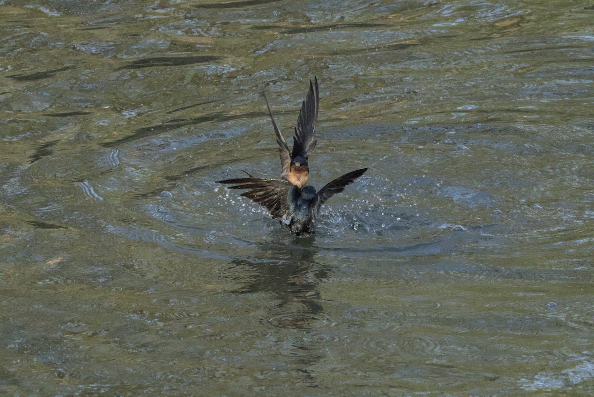 Ластівка сільська - ML646128249