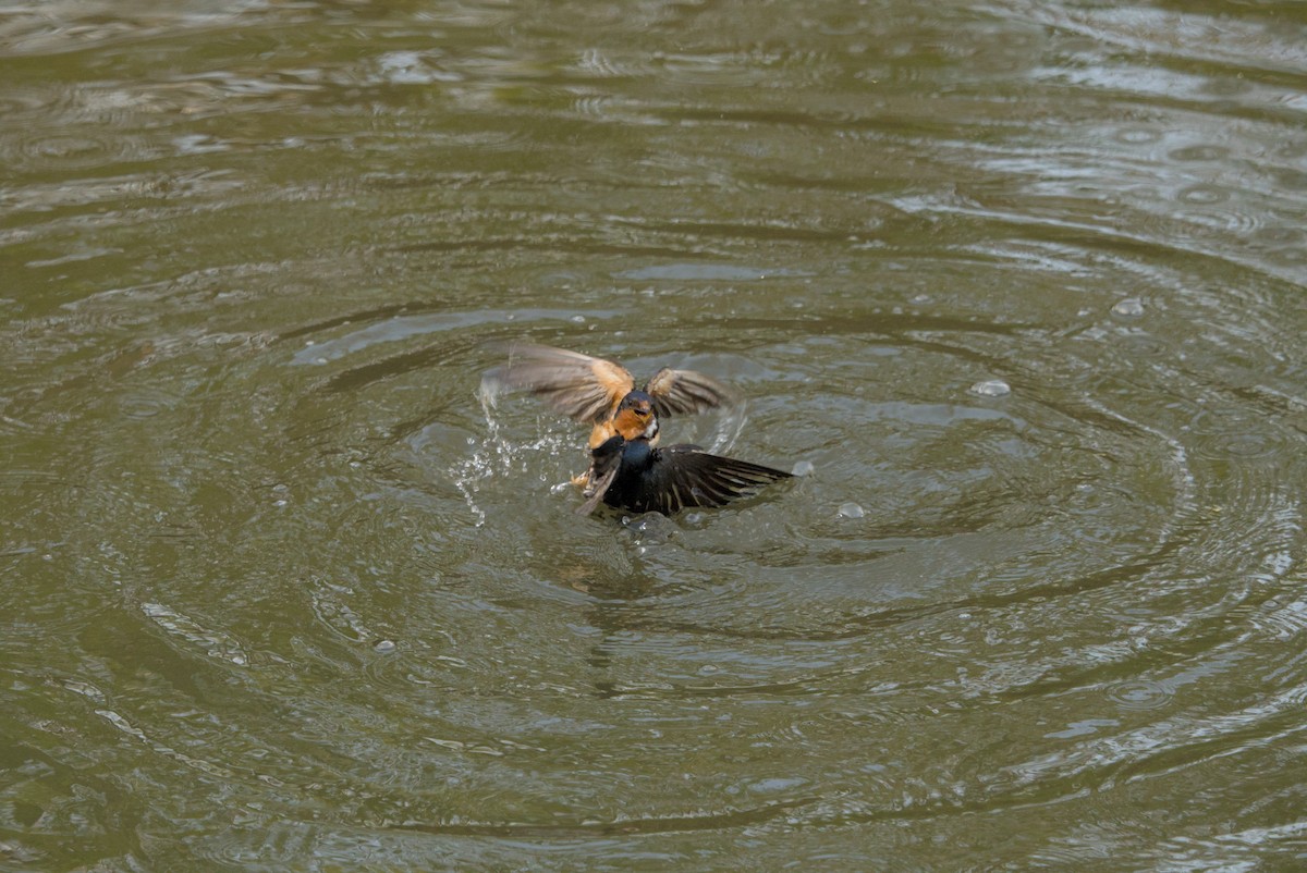 Ластівка сільська - ML646128250