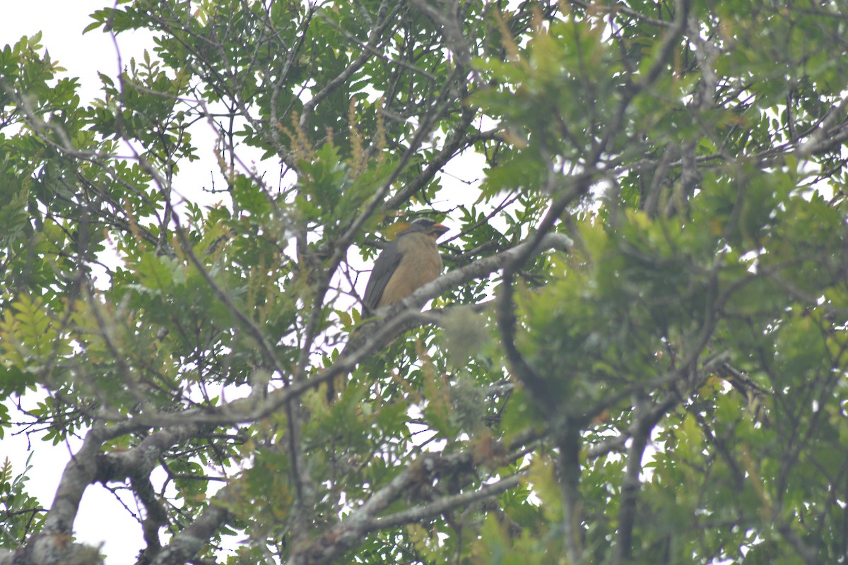 Thick-billed Saltator - ML646128251