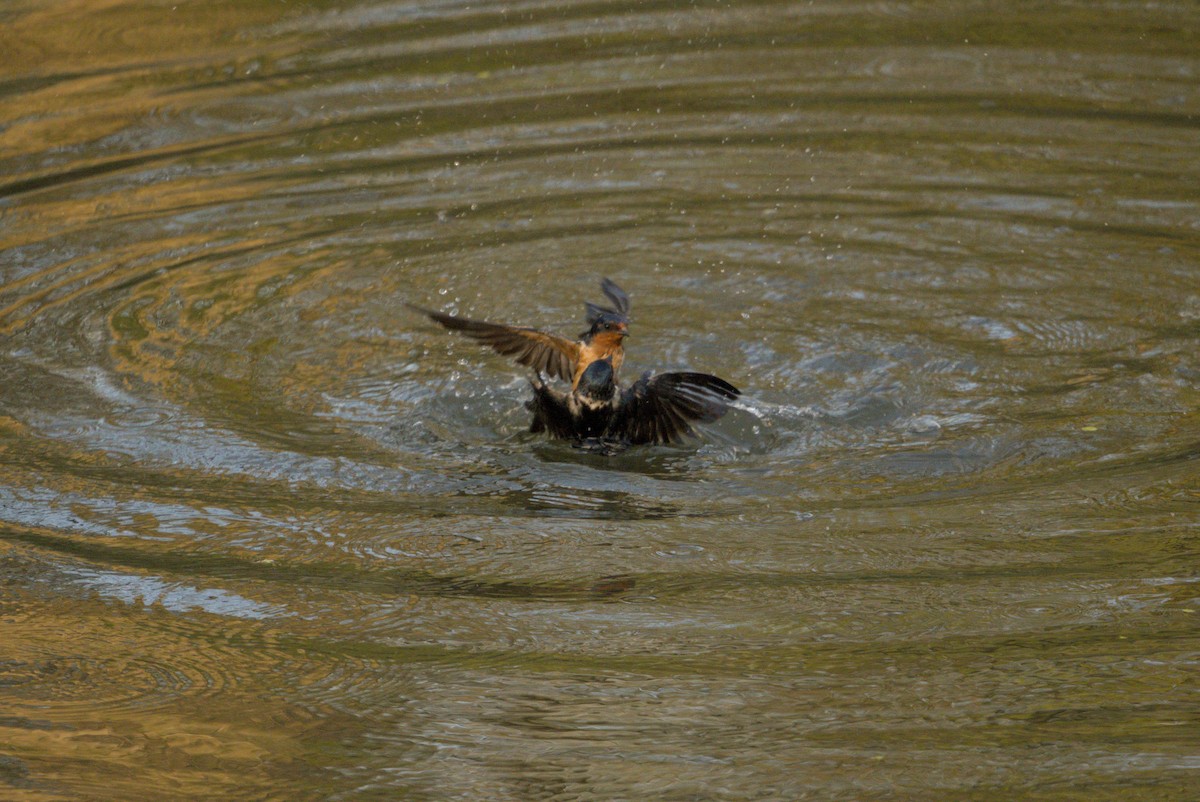 Ластівка сільська - ML646128252