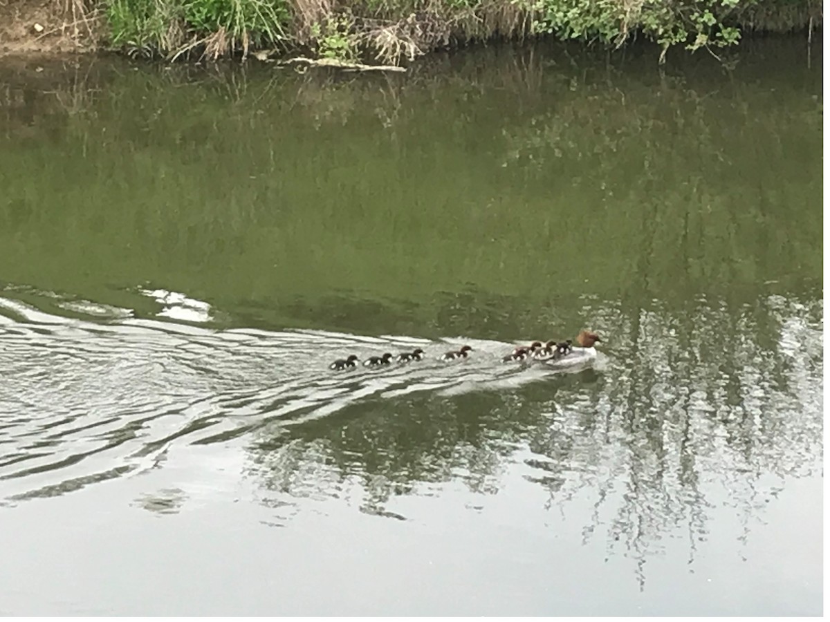 Common Merganser - ML646128253