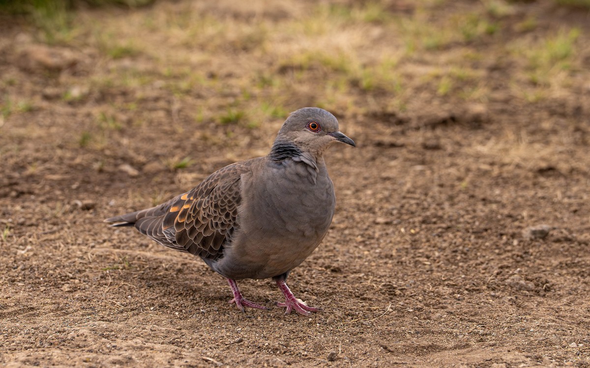 Dusky Turtle-Dove - ML646128257