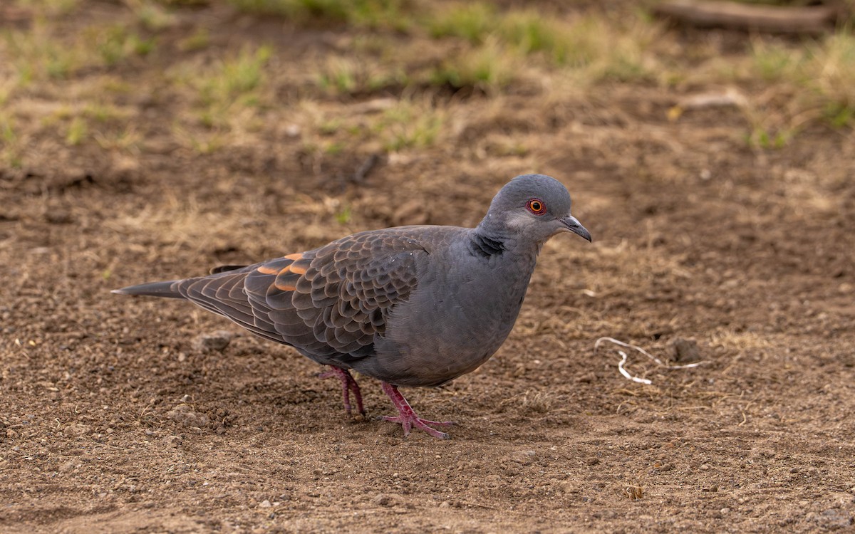 Dusky Turtle-Dove - ML646128258