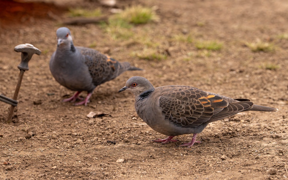 Dusky Turtle-Dove - ML646128259