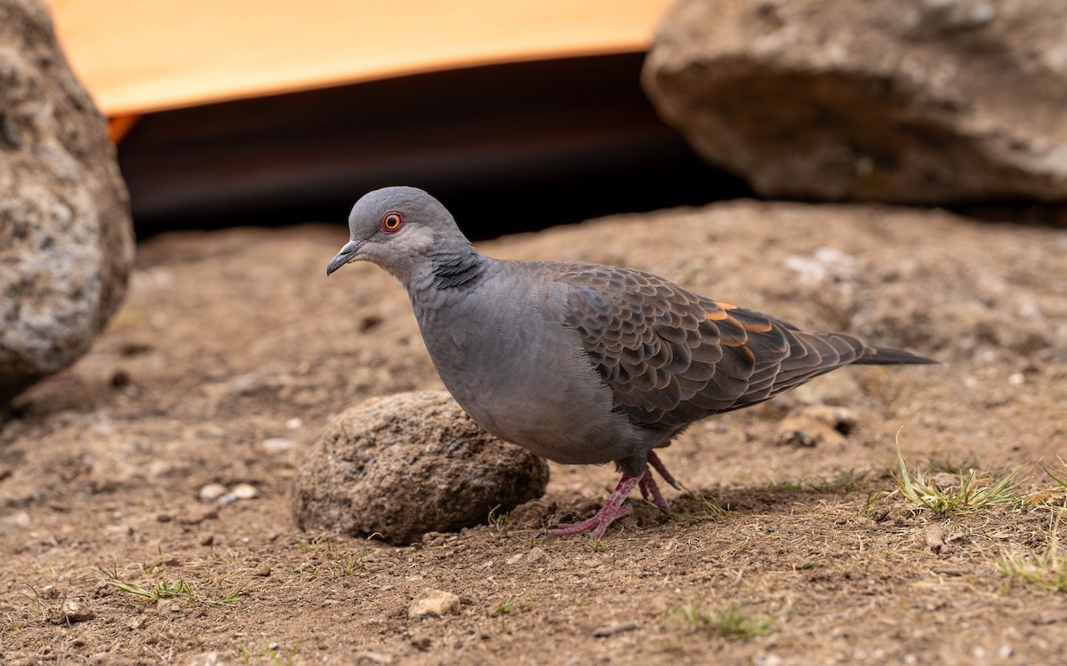 Dusky Turtle-Dove - ML646128260
