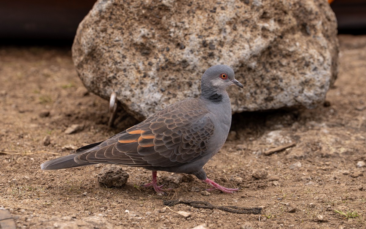 Dusky Turtle-Dove - ML646128261
