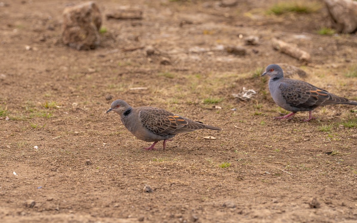 Dusky Turtle-Dove - ML646128262