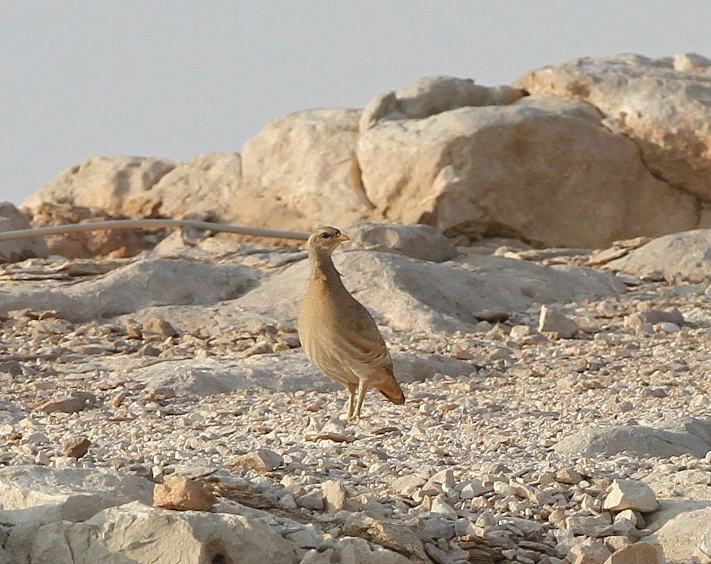 Sand Partridge - ML646128264
