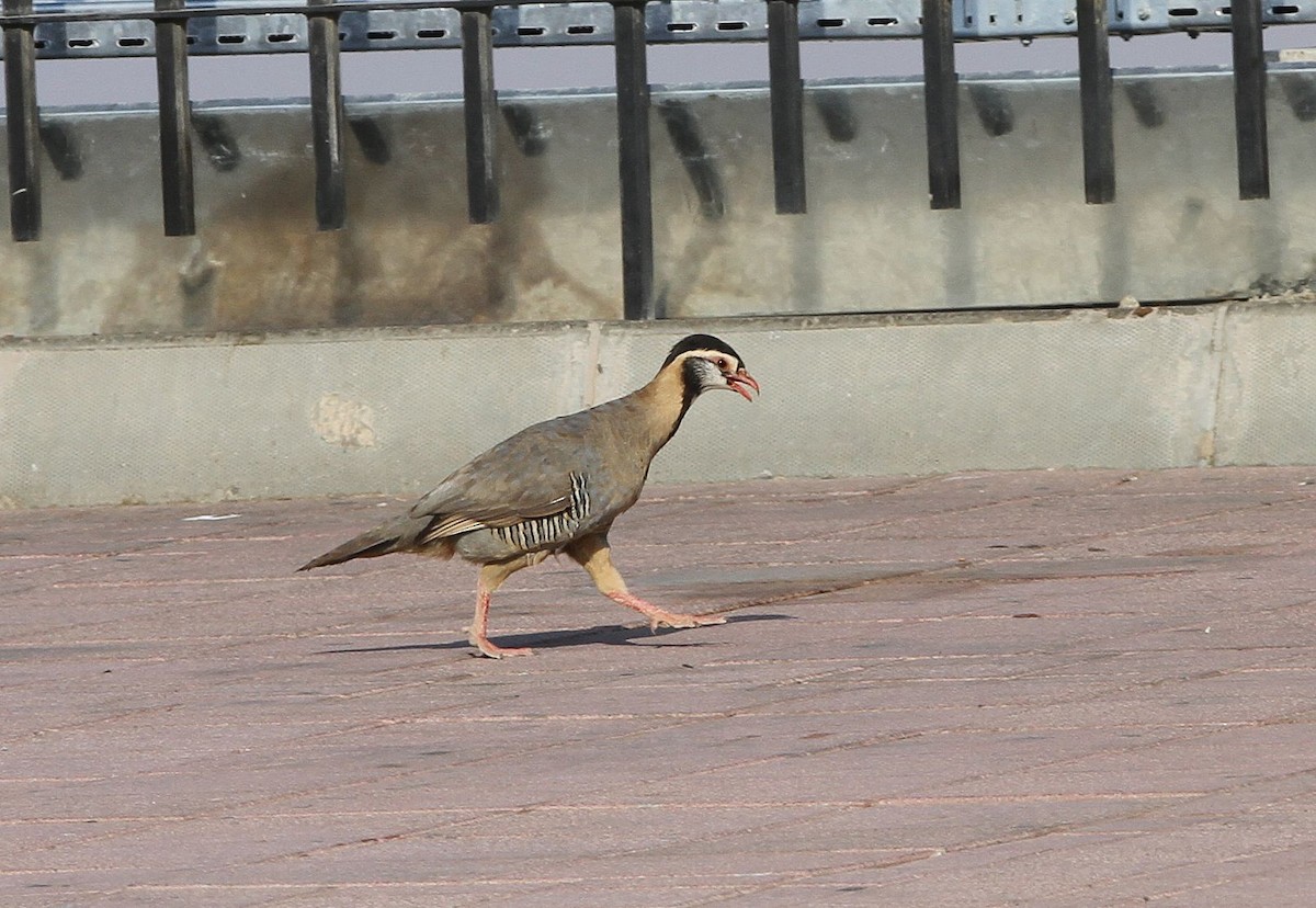 アラビアイワシャコ - ML646128277