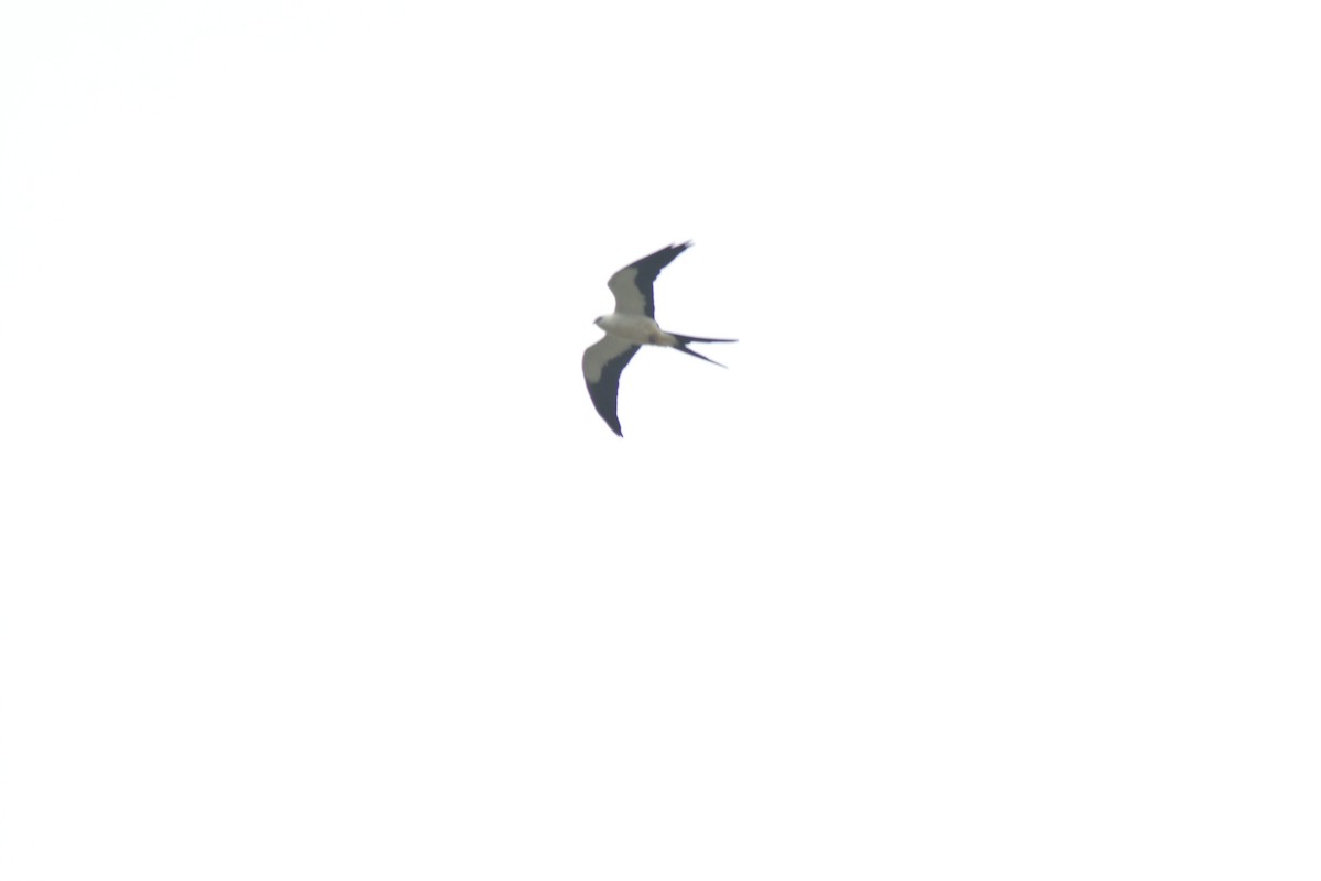 Swallow-tailed Kite - ML646128278
