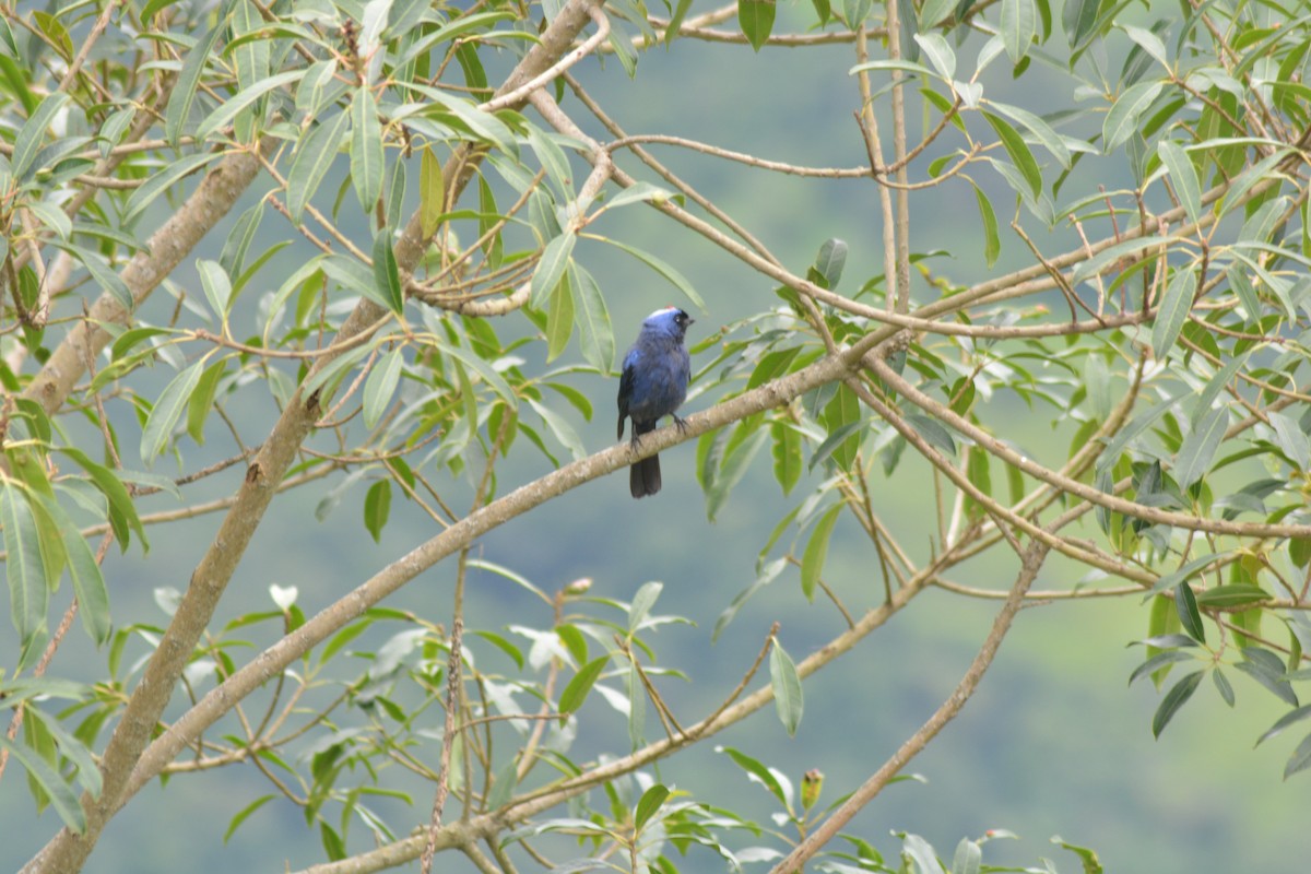 Diademed Tanager - ML646128291