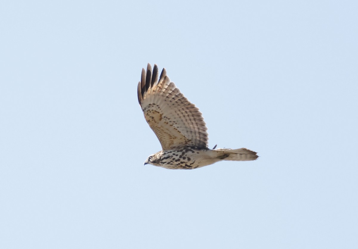 Red-shouldered Hawk - ML646128294
