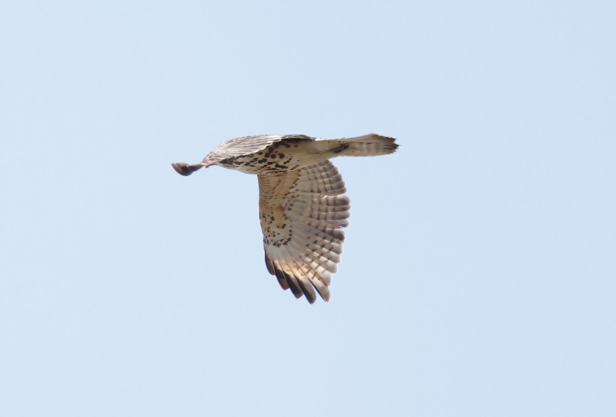 Red-shouldered Hawk - ML646128295