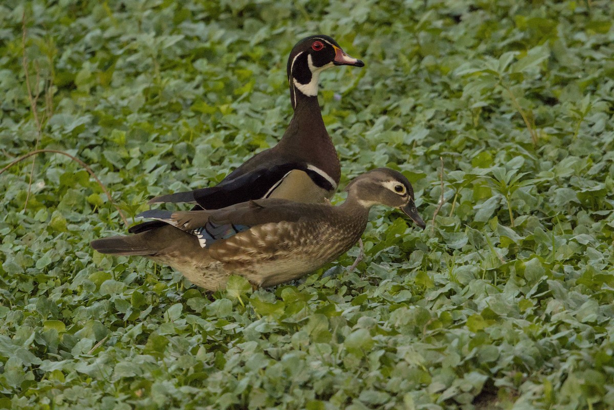 Canard branchu - ML646128298