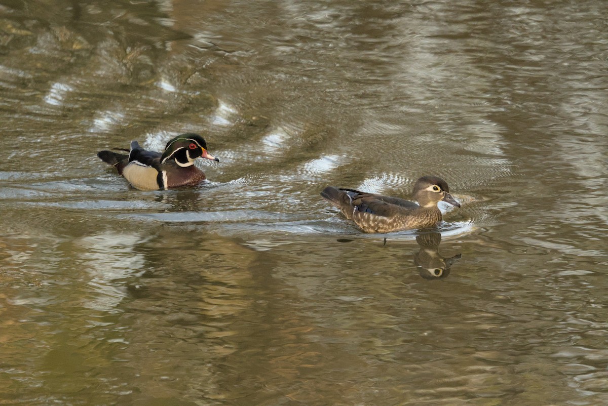 Canard branchu - ML646128299