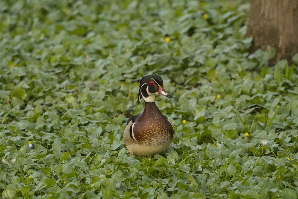 Canard branchu - ML646128300