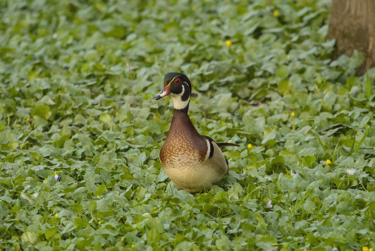 Canard branchu - ML646128301