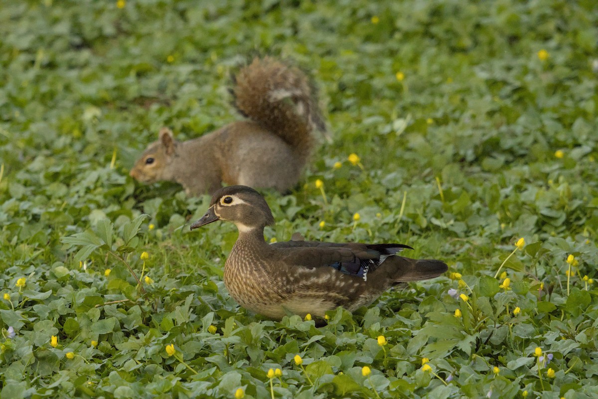 Canard branchu - ML646128302