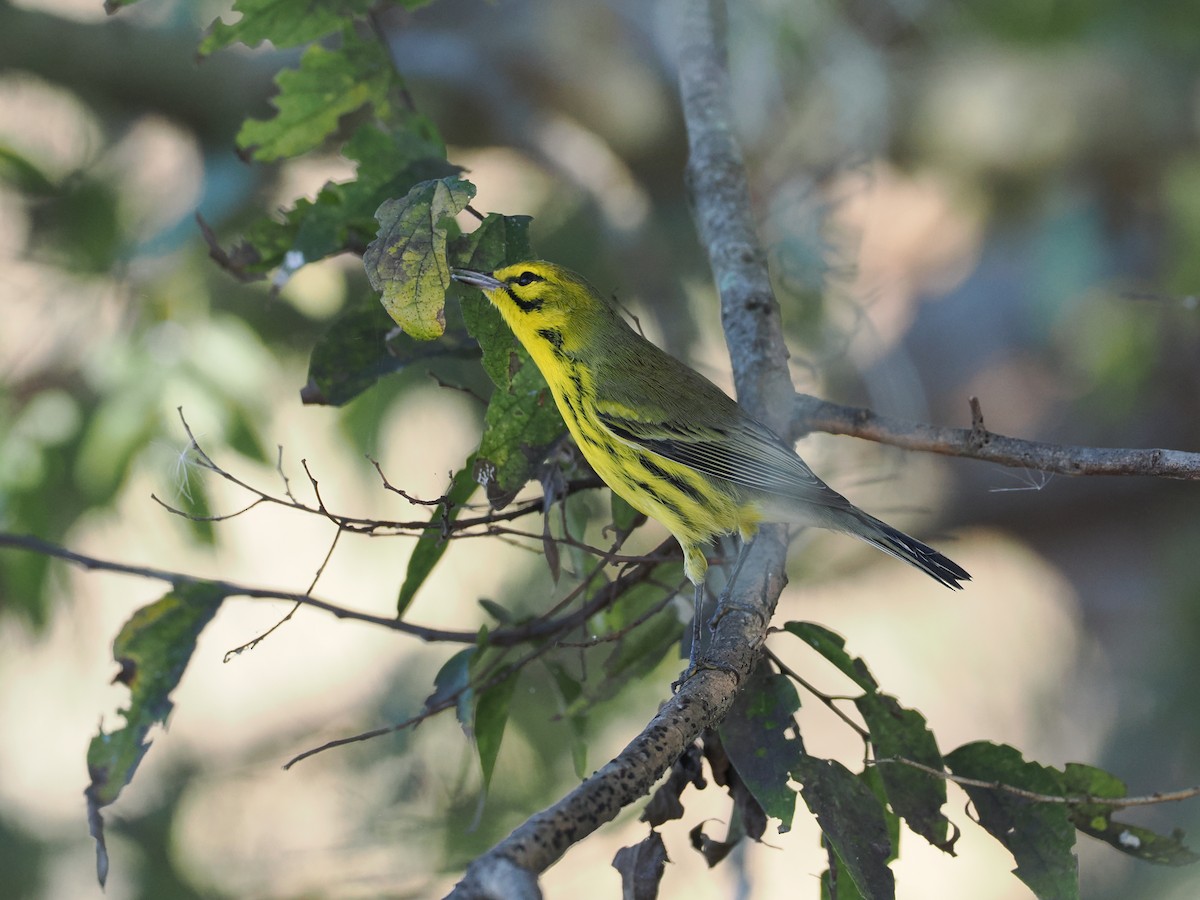Prairie Warbler - ML646128316