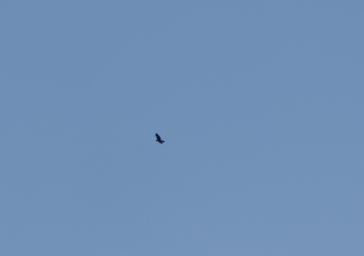 Golden Eagle - ML646128330