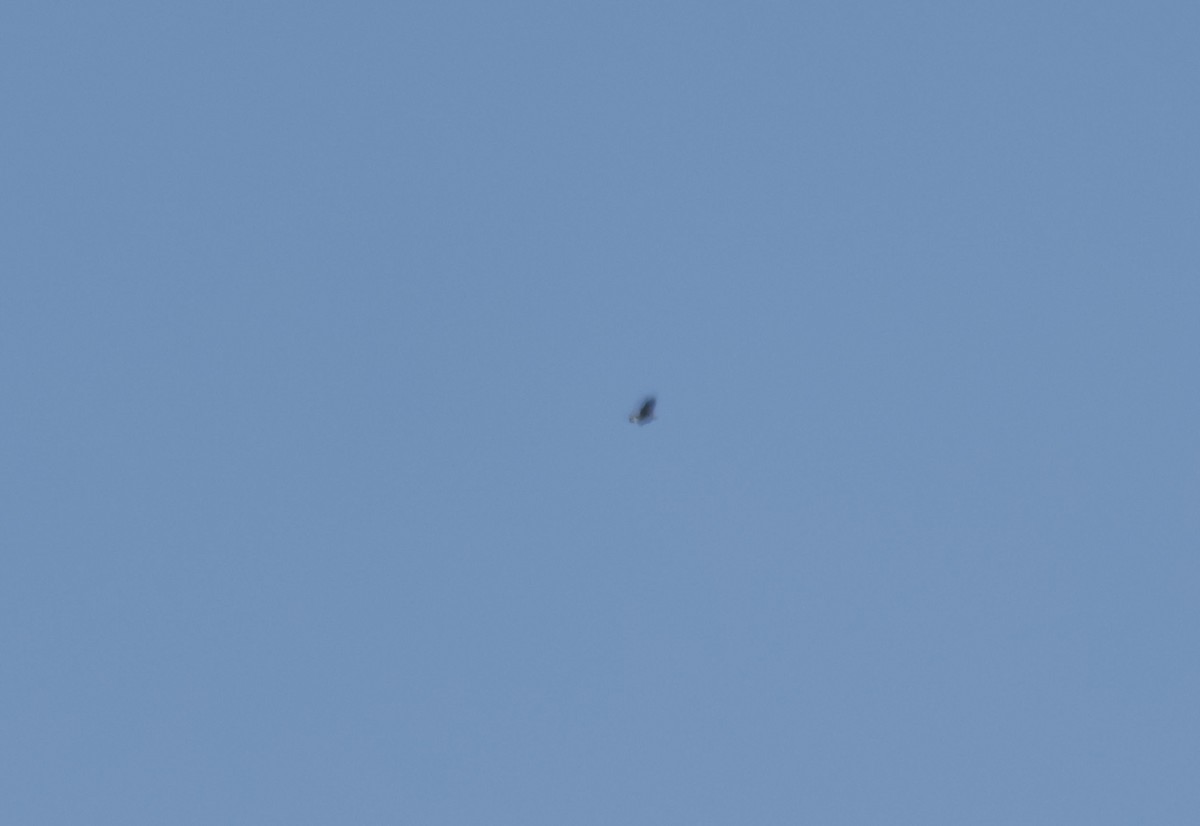 Golden Eagle - ML646128331