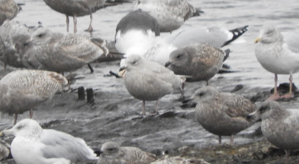 Iceland Gull - ML646128332