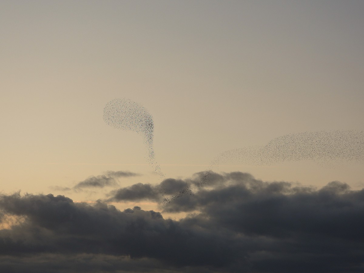 European Starling - ML646128333