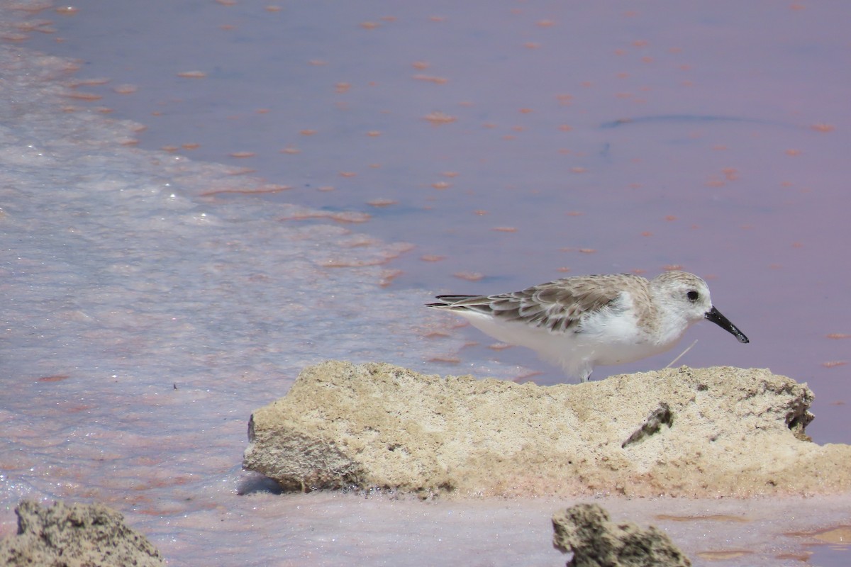 Sanderling - ML646128336