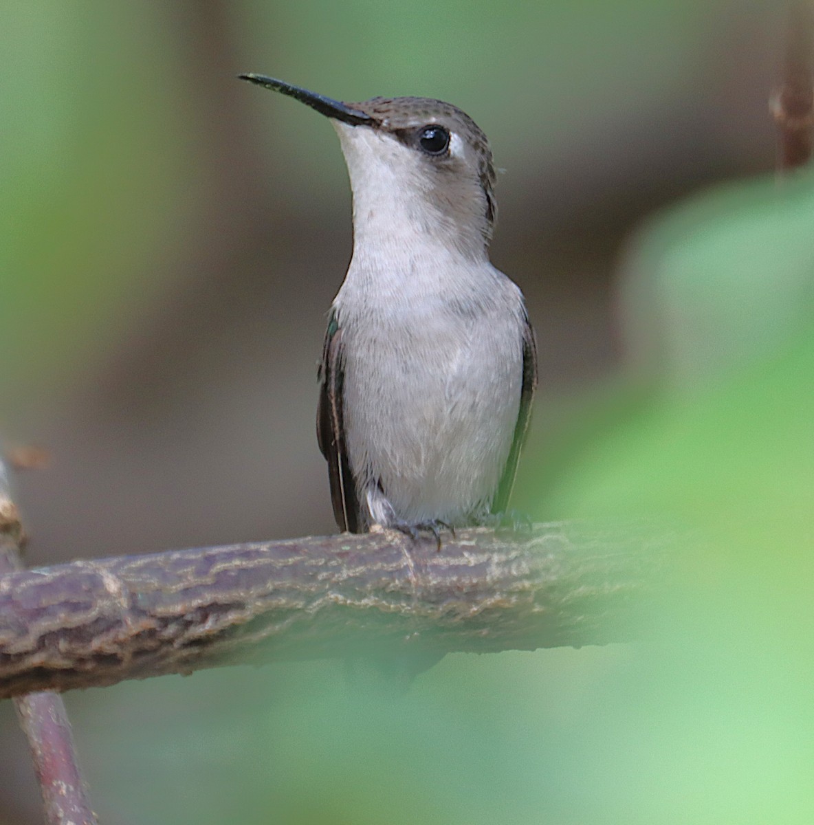 Bee Hummingbird - ML646128337