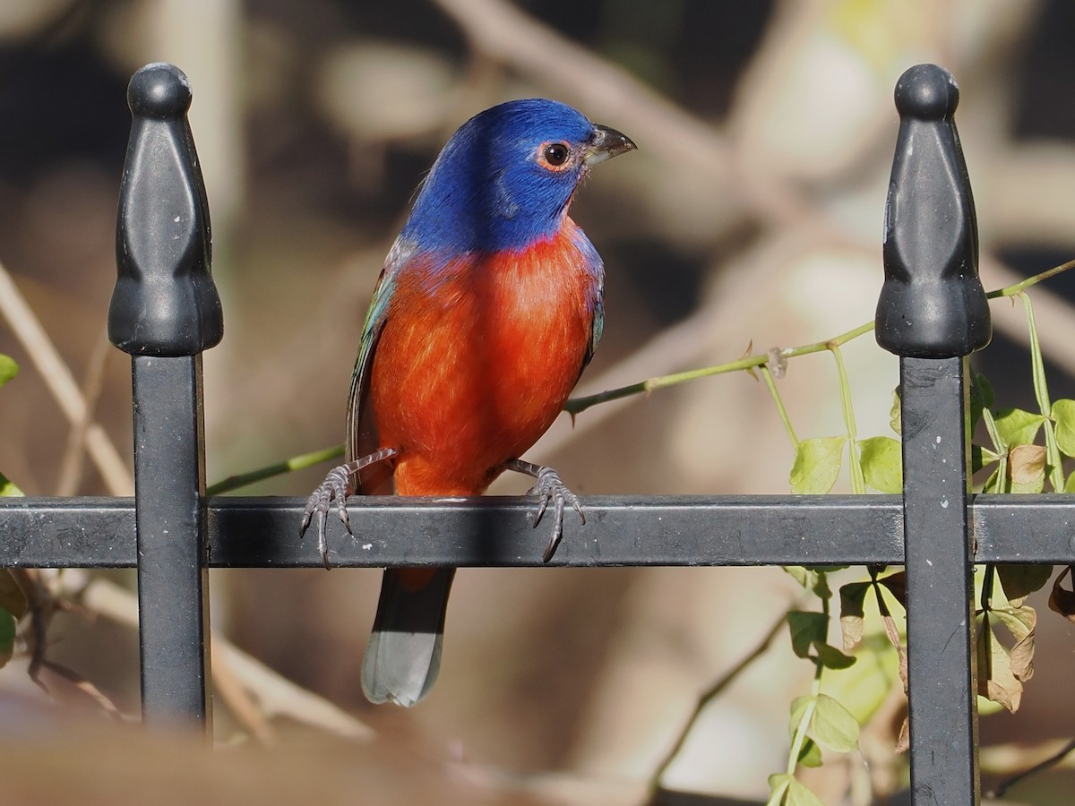 Painted Bunting - ML646128341