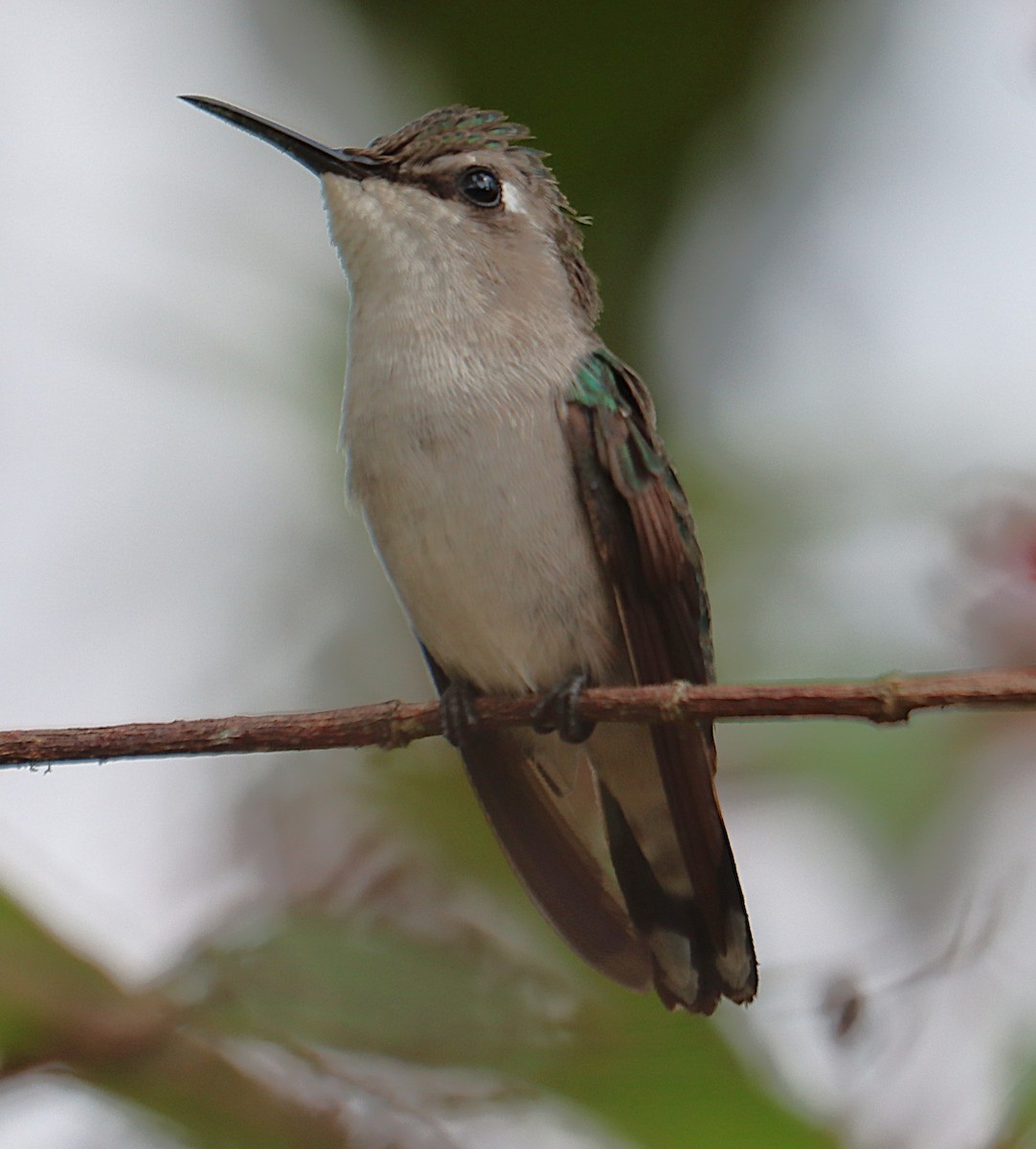 Bee Hummingbird - ML646128345