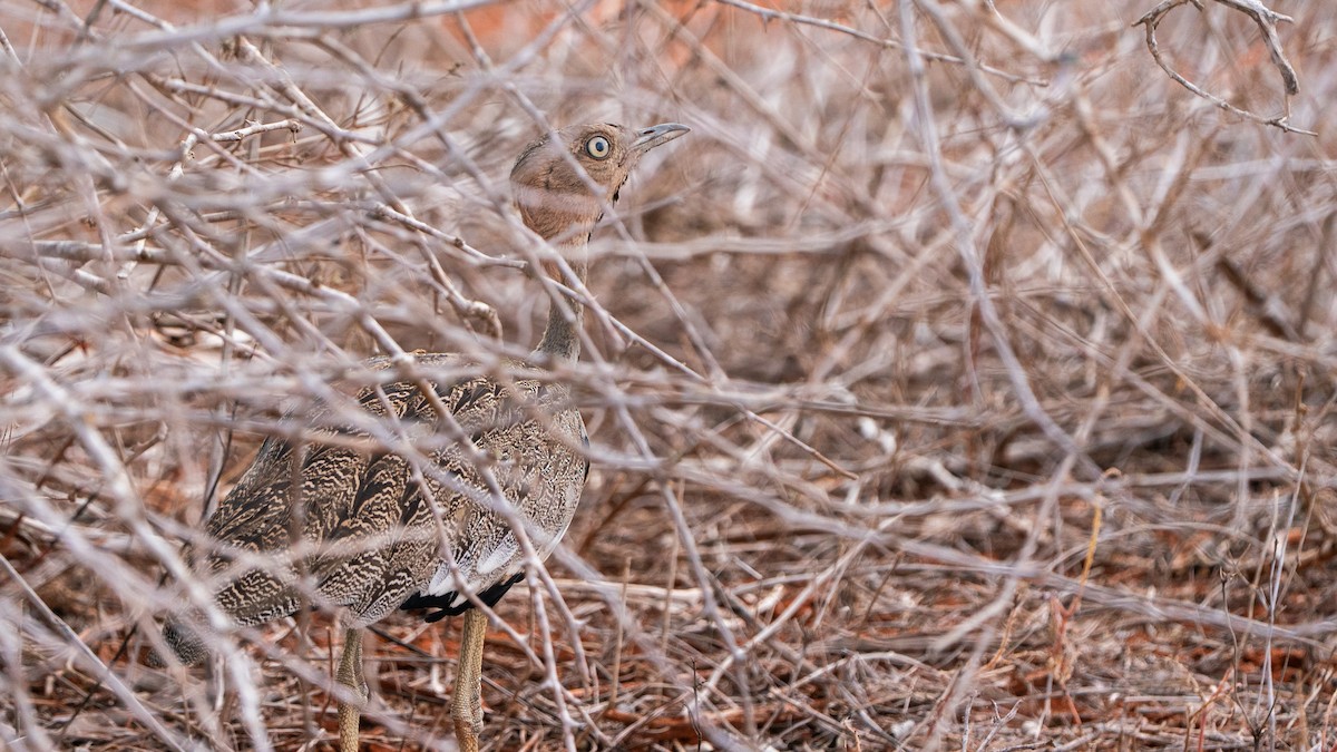 Buff-crested Bustard - ML646128346