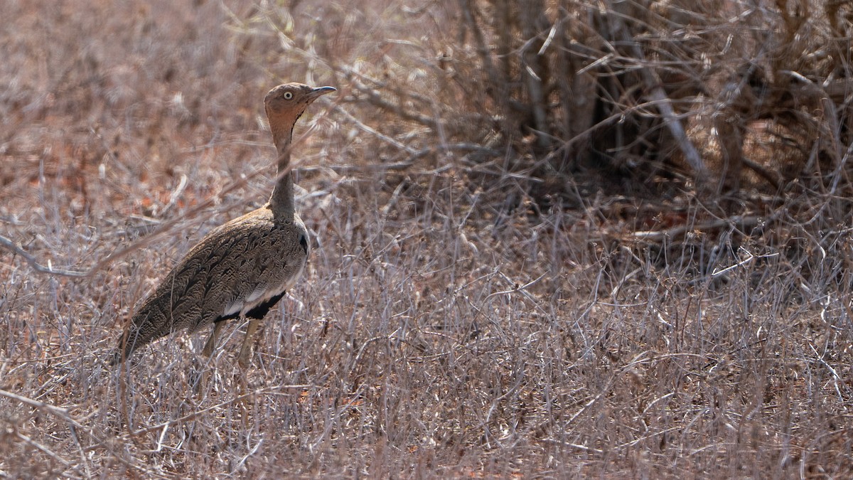 Buff-crested Bustard - ML646128347