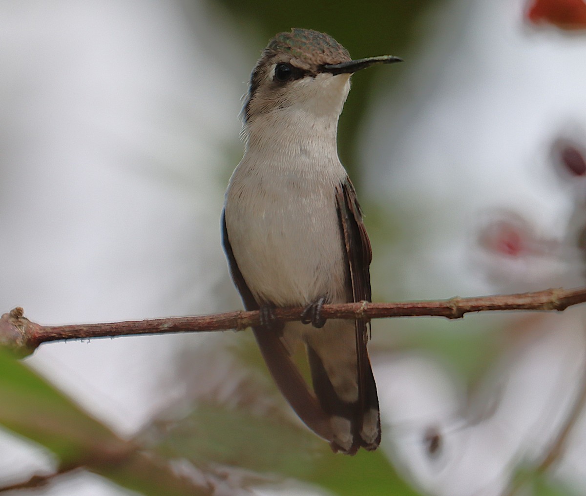 Bee Hummingbird - ML646128348