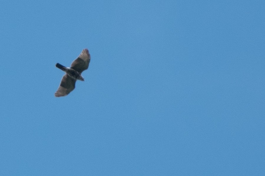 Broad-winged Hawk - ML646128350