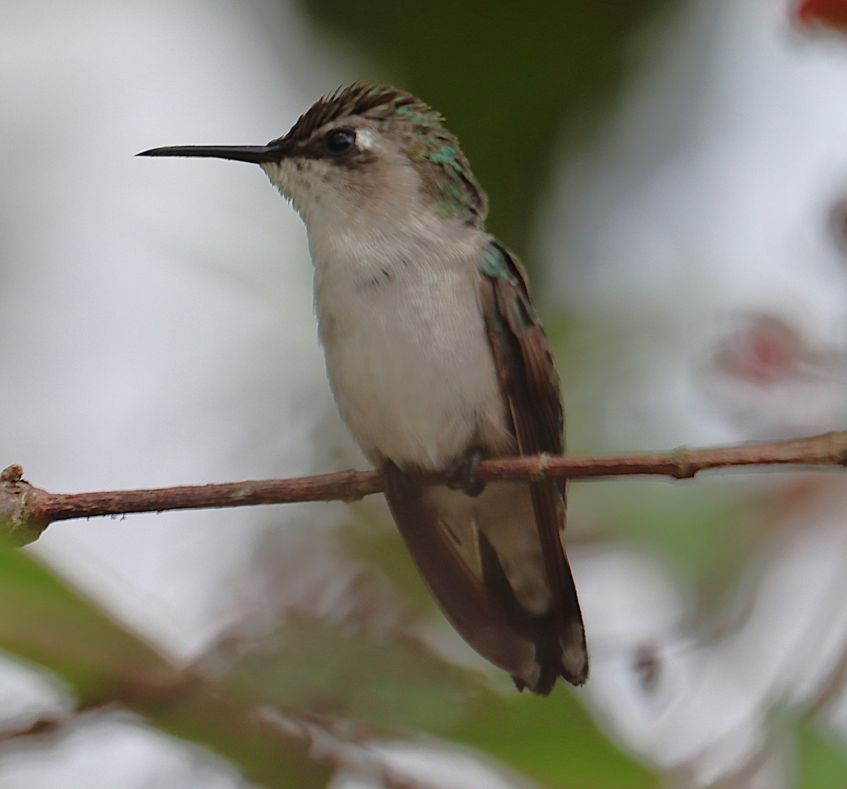Bee Hummingbird - ML646128351