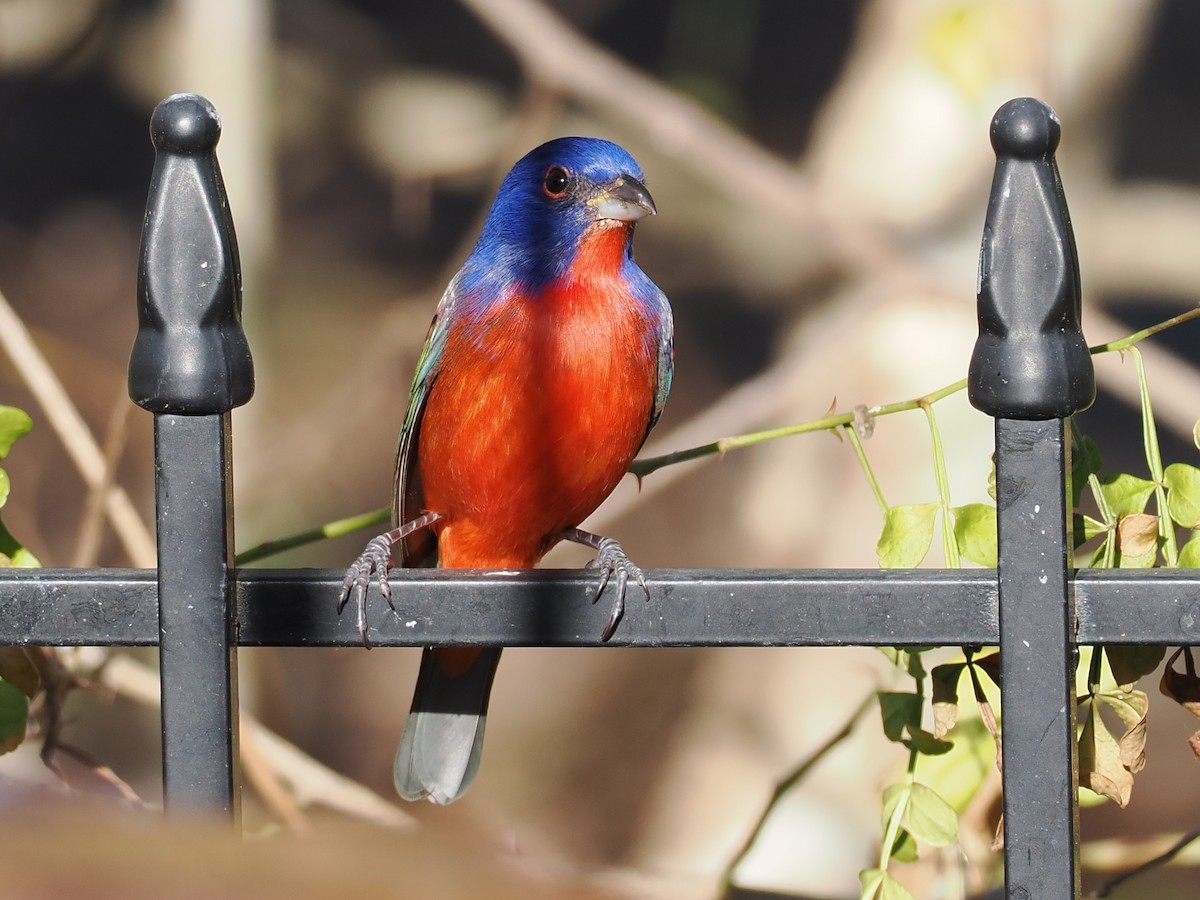 Painted Bunting - ML646128352