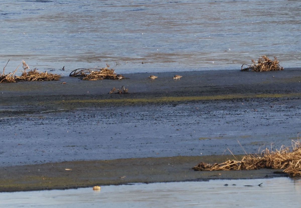 Least Sandpiper - ML646128357