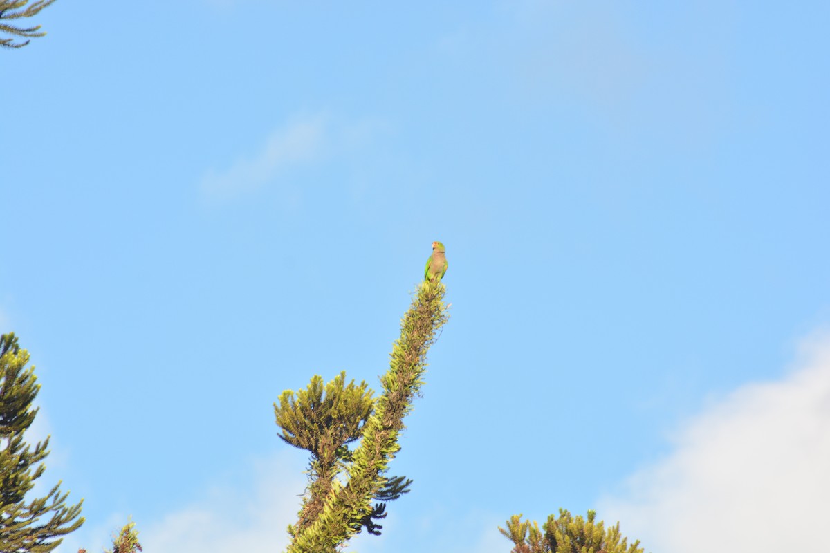 Vinaceous-breasted Amazon - ML646128358