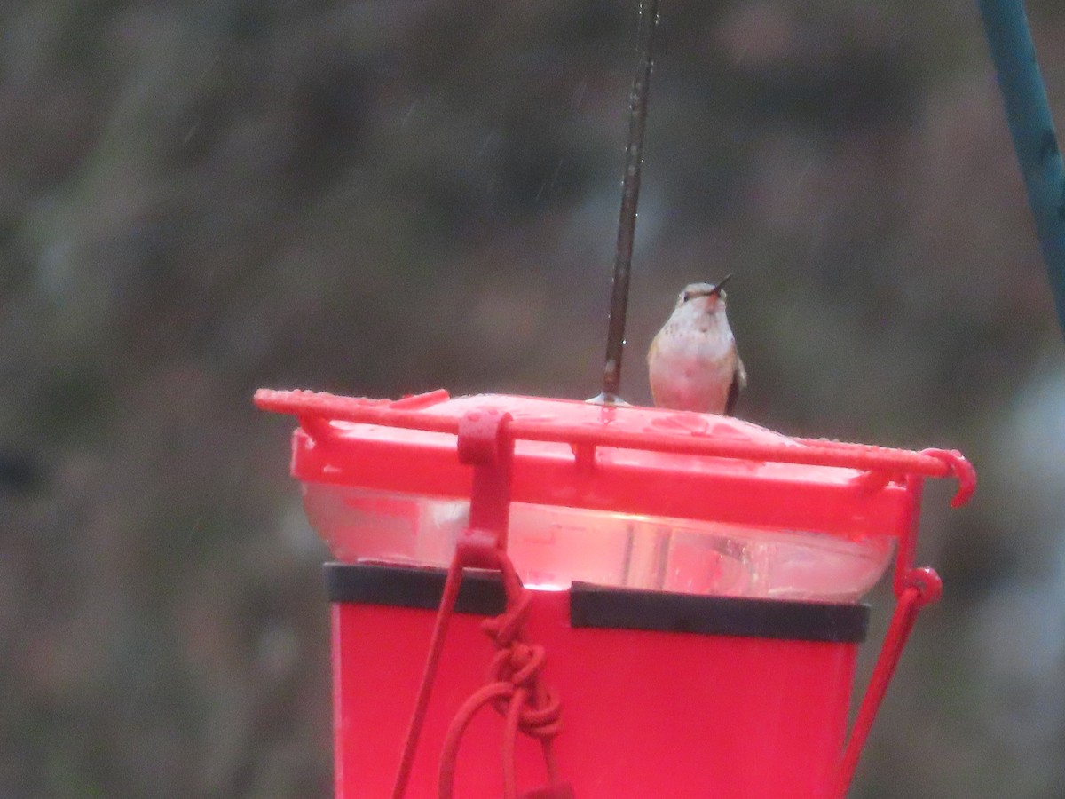 Rufous Hummingbird - ML646128363