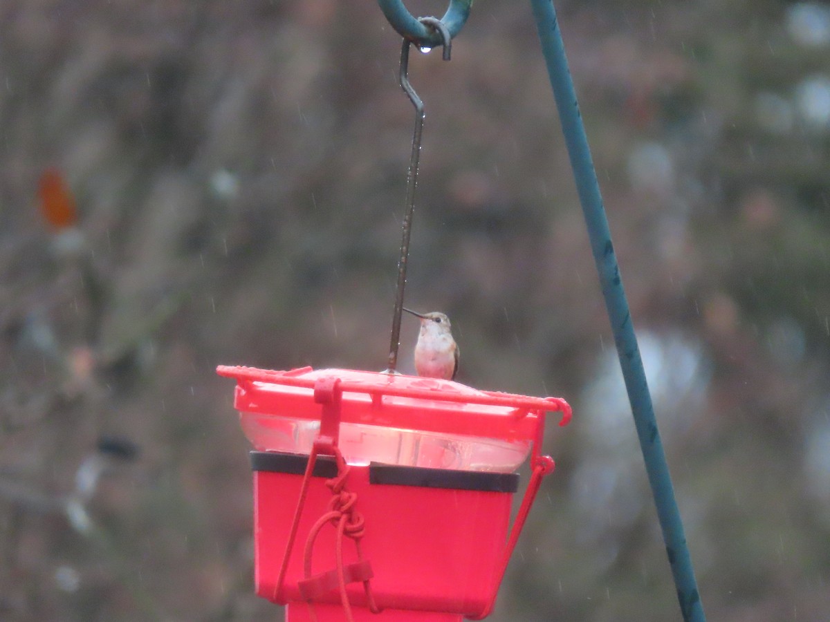 Rufous Hummingbird - ML646128364