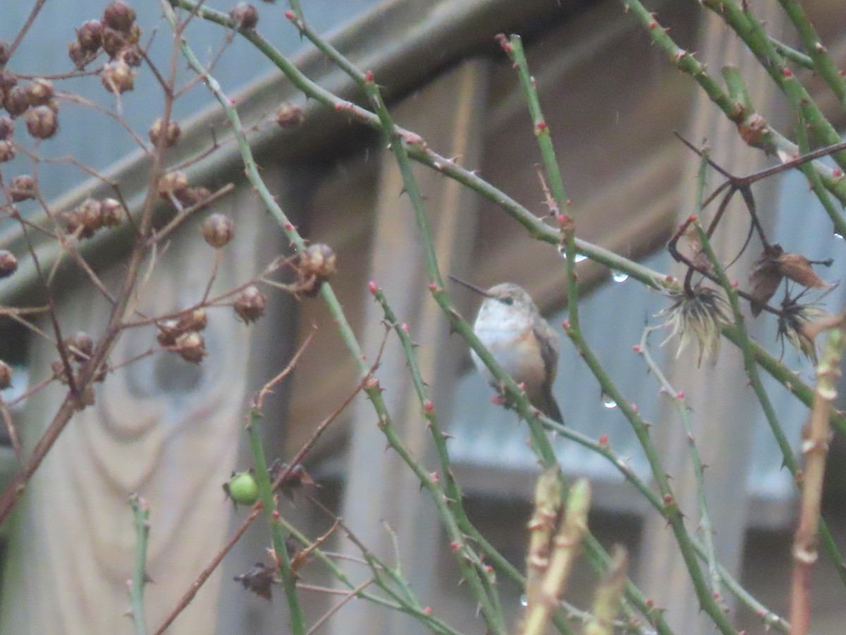 Rufous Hummingbird - ML646128365