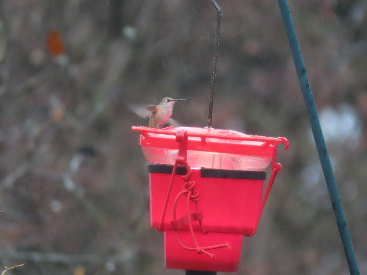 Rufous Hummingbird - ML646128366