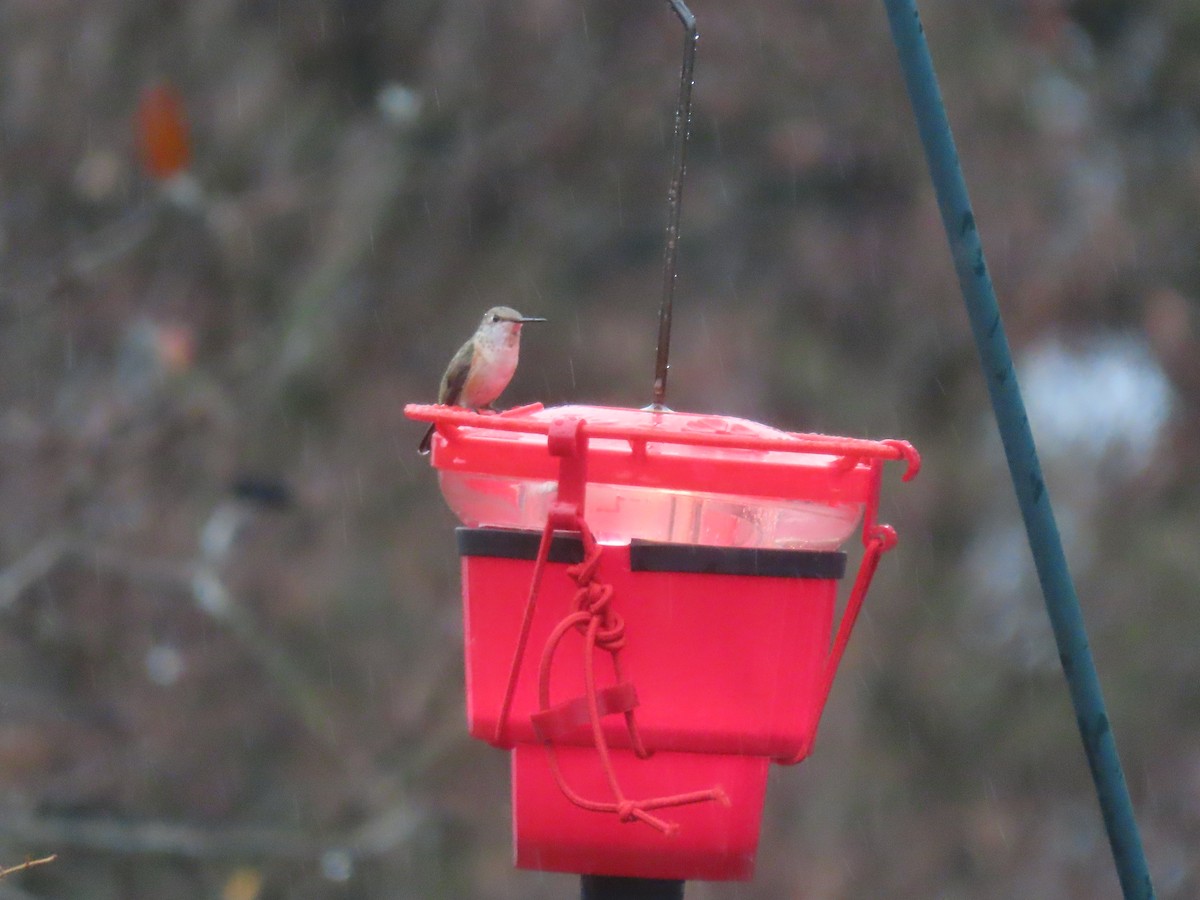 Rufous Hummingbird - ML646128367