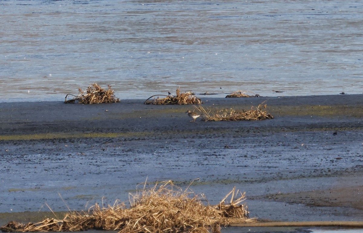 Побережник арктичний - ML646128369