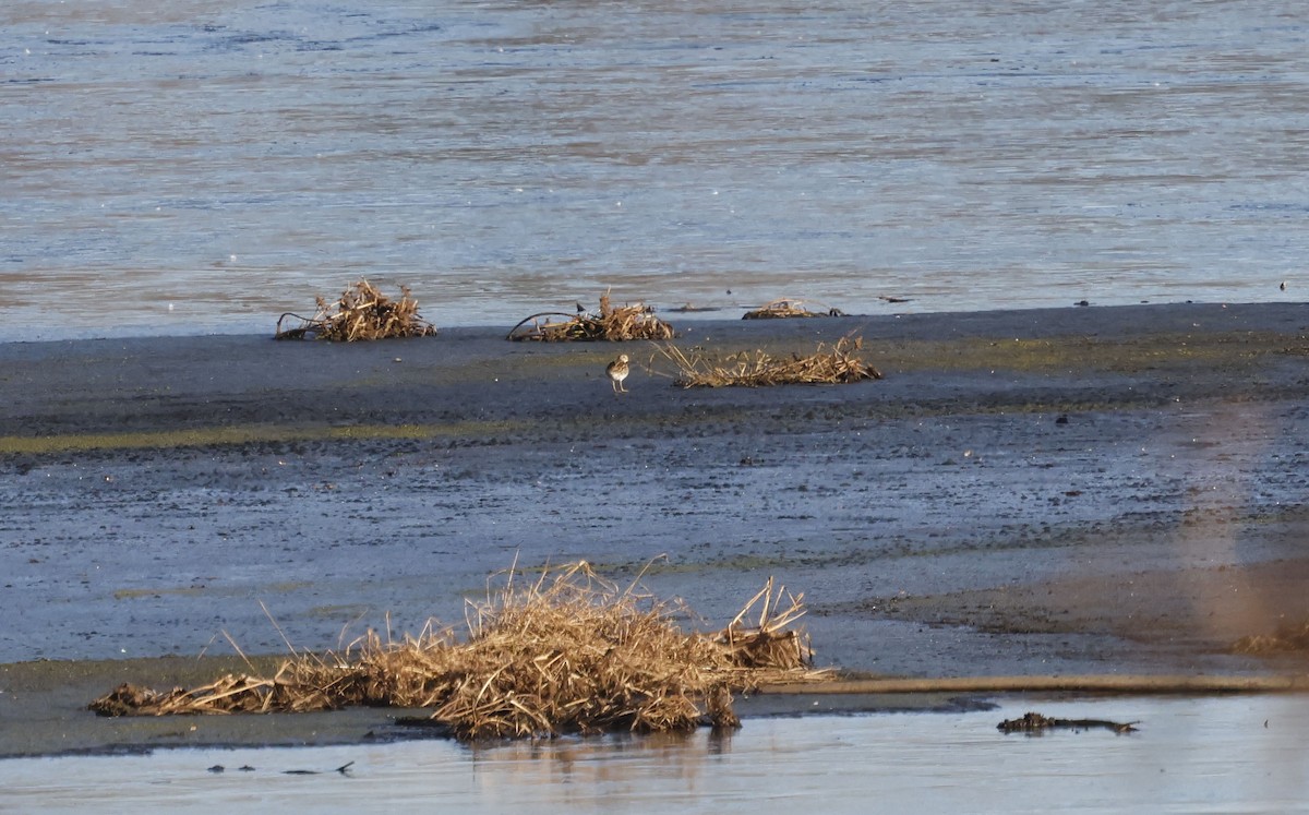 Побережник арктичний - ML646128370